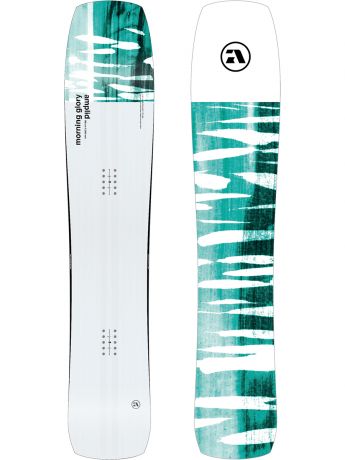 Amplid Morning Glory